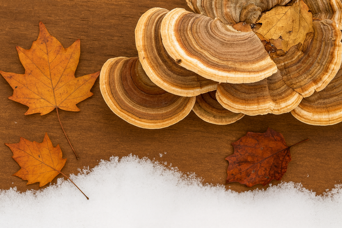 Turkey Tail Kapseln in der Herbst- und Winterzeit – Unterstützung für das Immunsystem