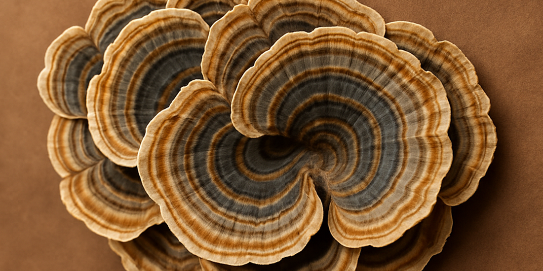 Was ist der Turkey Tail Pilz – und warum schwört die Naturheilkunde darauf?