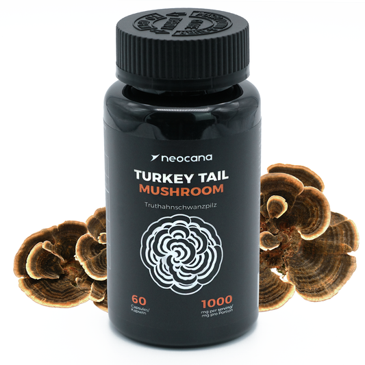 Dose mit 60 Turkey Tail Pilz Kapseln – Nahrungsergänzung zur Immunstärkung